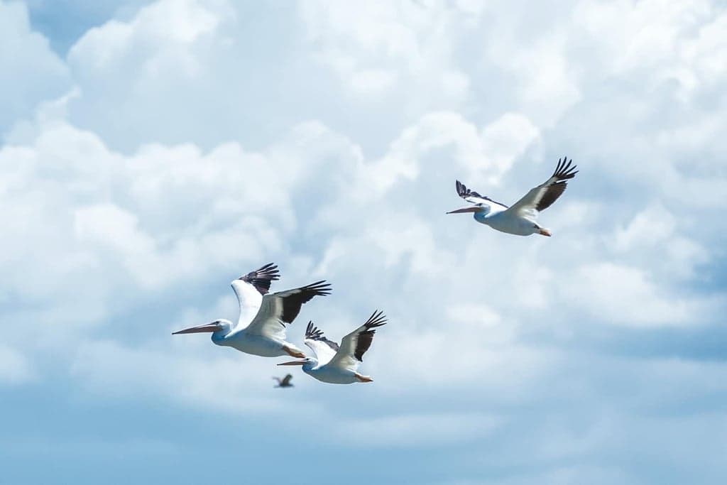 Preview image for How To Migrate from Jasmine to Jest and Testing Library in Angular blog post